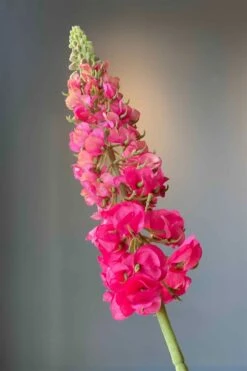 Pip Artificial Flowers Sunset Kiss -Pip studio img 4559