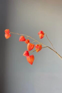 Pip Artificial Flowers Fall Beauty -Pip studio img 8891