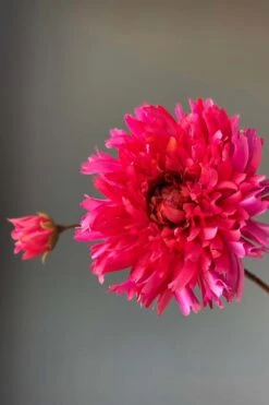 Pip Artificial Flowers Fall Beauty -Pip studio img 8893