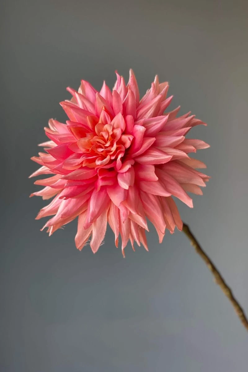 Pip Artificial Flowers Vanilla Bloom 11 Pip Artificial Flowers Vanilla Bloom - Image 9